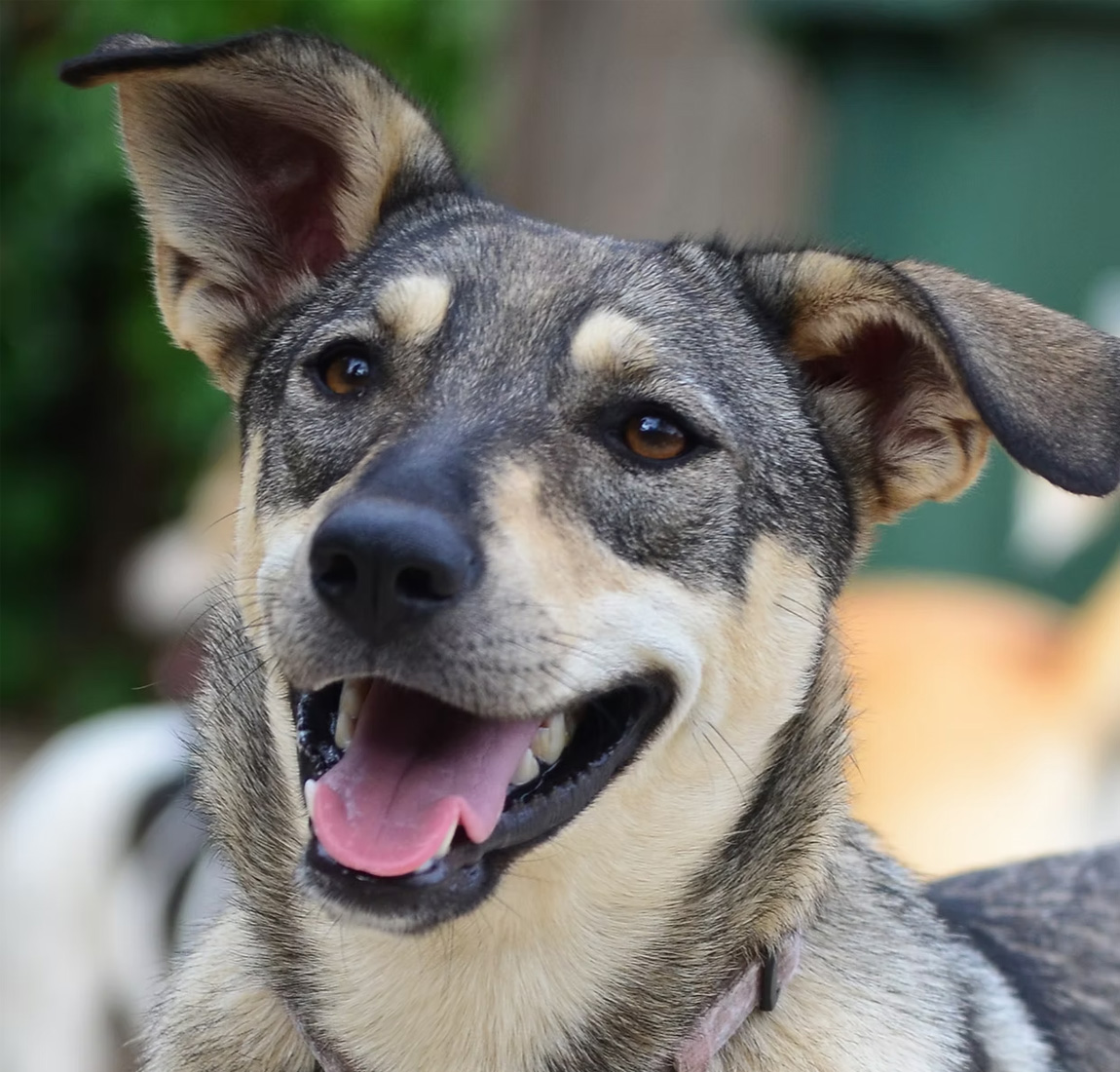 Working to find loving homes for abandoned animals